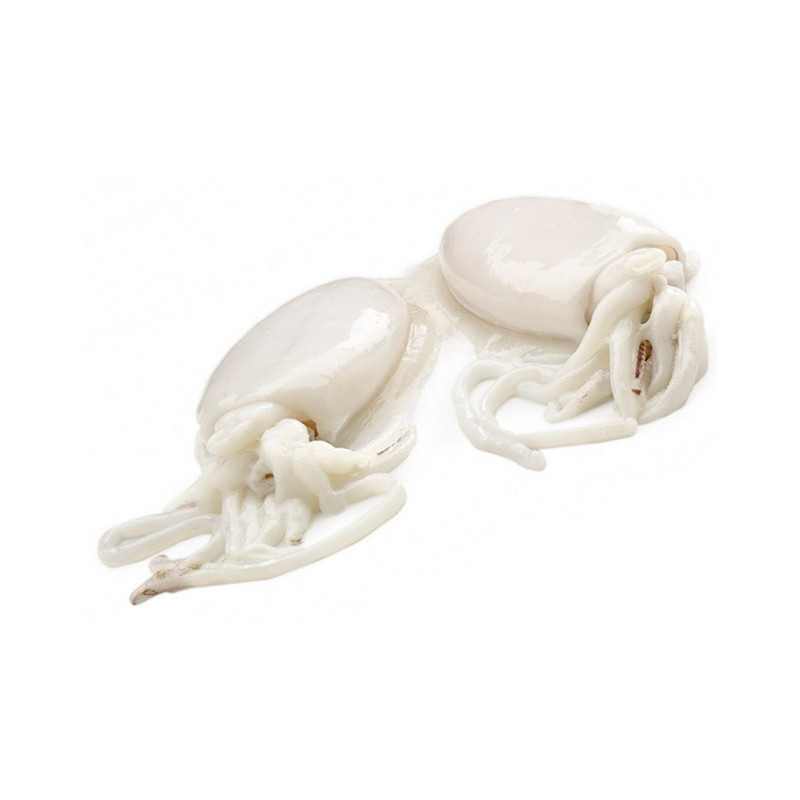 SEPIA (kg) 2/4 INLET 6kg