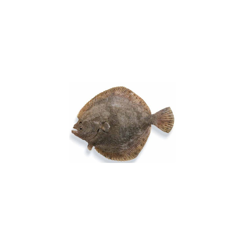RODABALLO  (kg) SALVAJE 400/600 5 KG