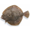 RODABALLO  (kg) SALVAJE 400/600 5 KG